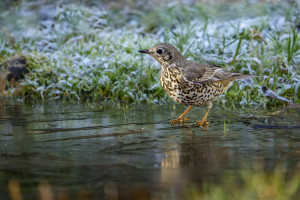 turdus viscivorus grive draine turdus viscivorus grive draine