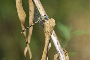 onychogomphus forcipatus gomphe a pinces femelle 11 dxo onychogomphus forcipatus gomphe a pinces femelle 11 dxo