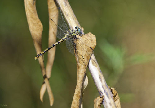 onychogomphus forcipatus   gomphe a pinces femelle 11 dxo