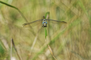 onychogomphus forcipatus gomphe a pinces femelle 13 dxo onychogomphus forcipatus gomphe a pinces femelle 13 dxo
