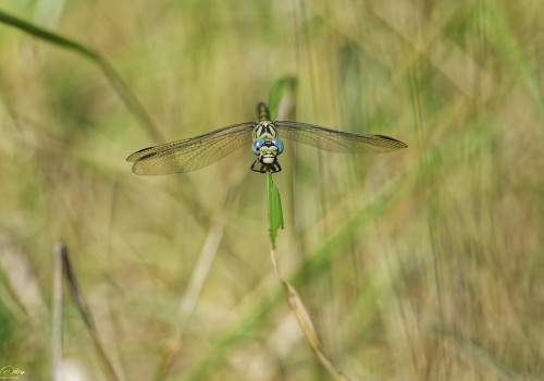 onychogomphus forcipatus   gomphe a pinces femelle 13 dxo