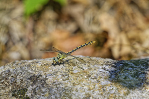 onychogomphus forcipatus gomphe a pinces femelle 19 dxo onychogomphus forcipatus gomphe a pinces femelle 19 dxo