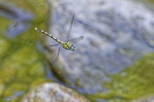 onychogomphus forcipatus gomphe a pinces femelle 21 dxo onychogomphus forcipatus gomphe a pinces femelle 21 dxo