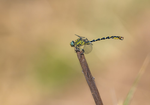 onychogomphus forcipatus gomphe a pinces male onychogomphus forcipatus gomphe a pinces male