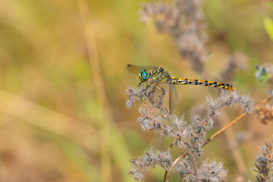 onychogomphus forcipatus le gomphe a pinces femelle onychogomphus forcipatus le gomphe a pinces femelle