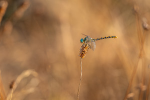 onychogomphus forcipatus le gomphe a pinces femelle onychogomphus forcipatus le gomphe a pinces femelle