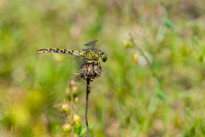 onychogomphus forcipatus le gomphe a pinces femelle onychogomphus forcipatus le gomphe a pinces femelle