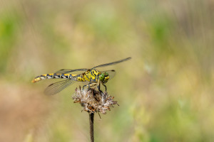 onychogomphus forcipatus le gomphe a pinces femelle onychogomphus forcipatus le gomphe a pinces femelle