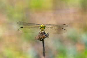 onychogomphus forcipatus le gomphe a pinces femelle onychogomphus forcipatus le gomphe a pinces femelle