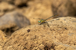 onychogomphus forcipatus le gomphe a pinces male onychogomphus forcipatus le gomphe a pinces male