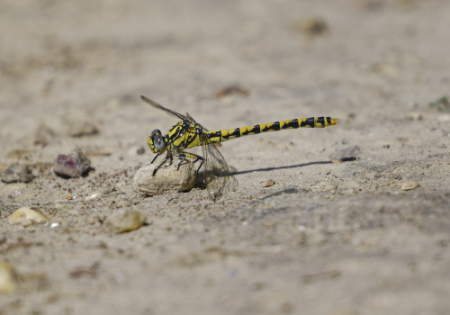 onychogomphus uncatus   gomphe a crochets femelle 11 dxo