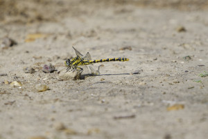 onychogomphus uncatus gomphe a crochets femelle 13 dxo onychogomphus uncatus gomphe a crochets femelle 13 dxo