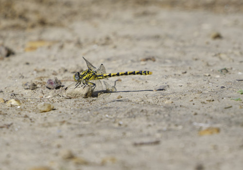 onychogomphus uncatus   gomphe a crochets femelle 13 dxo