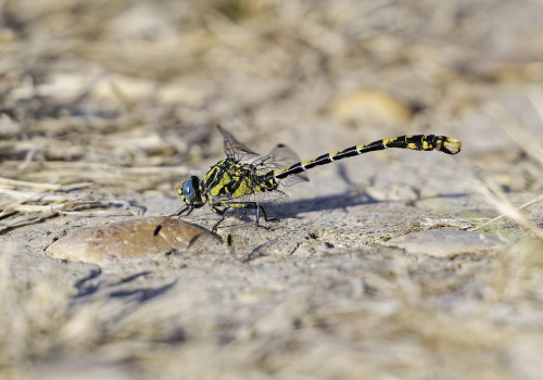 onychogomphus uncatus   gomphe a crochets male 12 dxo