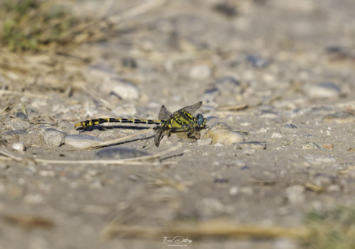 onychogomphus uncatus   gomphe a crochets male 17 dxo