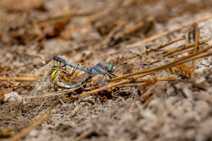 orthetrum albistylum l orthetrum a stylets blancs couple 1 orthetrum albistylum l orthetrum a stylets blancs couple 1