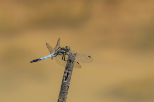 orthetrum albistylum orthetrum a stylets blancs male orthetrum albistylum orthetrum a stylets blancs male