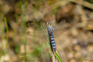 orthetrum brunneum orthetrum brun orthetrum brunneum orthetrum brun