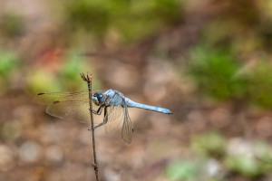 orthetrum brunneum orthetrum brun orthetrum brunneum orthetrum brun