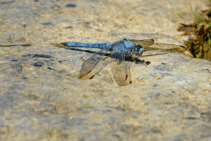 orthetrum brunneum orthetrum brun orthetrum brunneum orthetrum brun