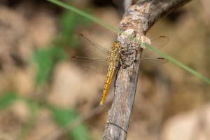 orthetrum brunneum orthetrum brun femelle orthetrum brunneum orthetrum brun femelle