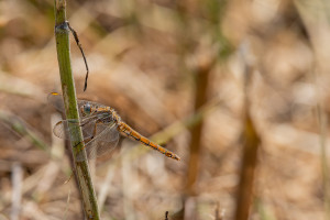 orthetrum brunneum orthetrum brun femelle orthetrum brunneum orthetrum brun femelle
