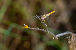 orthetrum brunneum orthetrum brun femelle orthetrum brunneum orthetrum brun femelle