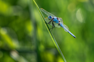 orthetrum brunneum orthetrum brun male orthetrum brunneum orthetrum brun male