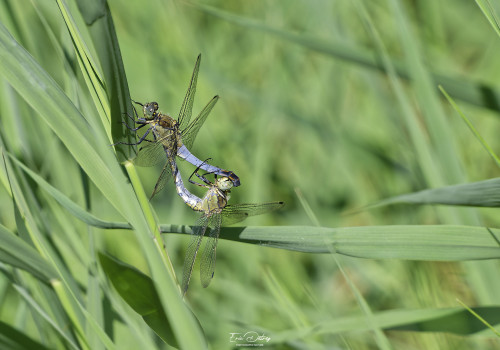 orthetrum cancellatum   orthetrum reticule coeur copulatoire 10 dxo