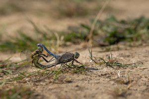orthetrum cancellatum l orthetrum reticule couple orthetrum cancellatum l orthetrum reticule couple