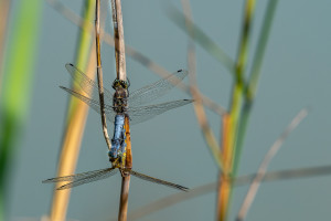 orthetrum cancellatum l orthetrum reticule couple orthetrum cancellatum l orthetrum reticule couple