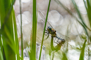 orthetrum cancellatum orthetrum reticule couple orthetrum cancellatum orthetrum reticule couple