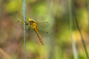 orthetrum cancellatum orthetrum reticule femelle orthetrum cancellatum orthetrum reticule femelle