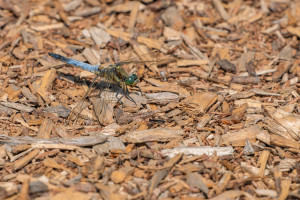 orthetrum cancellatum orthetrum reticule male orthetrum cancellatum orthetrum reticule male