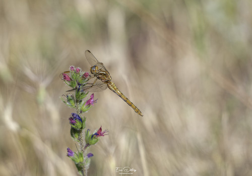 orthetrum coerulescens   orthetrum bleuissant femelle 13 dxo