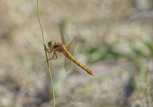 orthetrum coerulescens   orthetrum bleuissant femelle 15 dxo