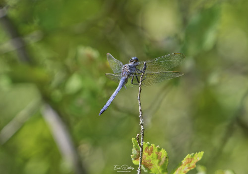 orthetrum coerulescens   orthetrum bleuissant male 10 2 dxo