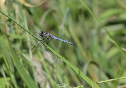 orthetrum coerulescens   orthetrum bleuissant male 11 dxo