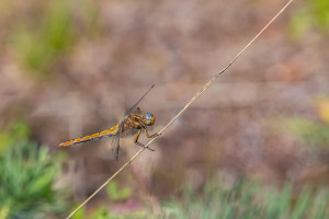 orthetrum coerulescens l orthetrum bleuissant femelle orthetrum coerulescens l orthetrum bleuissant femelle