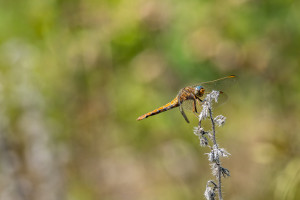 orthetrum coerulescens l orthetrum bleuissant femelle orthetrum coerulescens l orthetrum bleuissant femelle