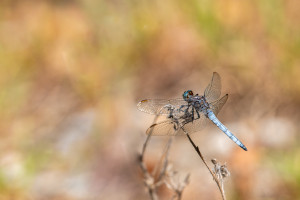 orthetrum coerulescens l orthetrum bleuissant male orthetrum coerulescens l orthetrum bleuissant male
