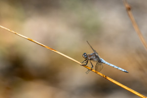 orthetrum coerulescens l orthetrum bleuissant male orthetrum coerulescens l orthetrum bleuissant male