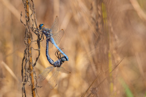 orthetrum coerulescens orthetrum bleuissant couple 10 orthetrum coerulescens orthetrum bleuissant couple 10
