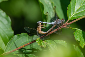 orthetrum coerulescens orthetrum bleuissant couple orthetrum coerulescens orthetrum bleuissant couple