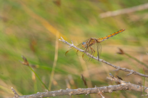 orthetrum coerulescens orthetrum bleuissant femelle orthetrum coerulescens orthetrum bleuissant femelle