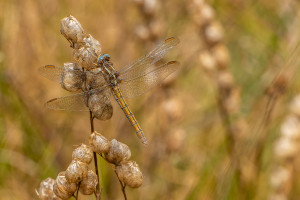orthetrum coerulescens orthetrum bleuissant femelle orthetrum coerulescens orthetrum bleuissant femelle
