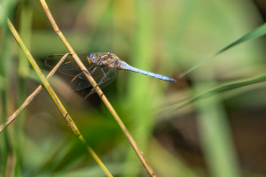 orthetrum coerulescens orthetrum bleuissant male orthetrum coerulescens orthetrum bleuissant male