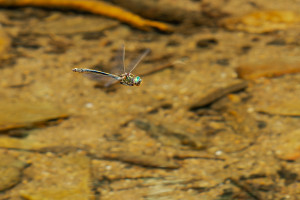 oxygastra curtisii cordulie a corps fin male oxygastra curtisii cordulie a corps fin male