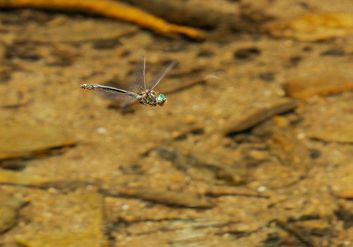 oxygastra curtisii cordulie a corps fin male oxygastra curtisii cordulie a corps fin male
