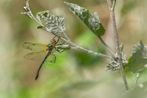 oxygastra curtisii la cordulie a corps fin male oxygastra curtisii la cordulie a corps fin male
